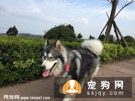 阿拉斯加犬禁忌的食物有哪些？