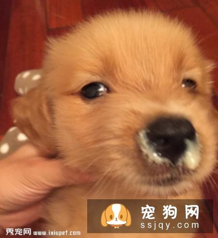 狗狗流黄鼻涕是感冒吗，狗狗感冒会流脓鼻涕么？