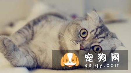宠物不断抓挠嘴巴，当心食道卡异物