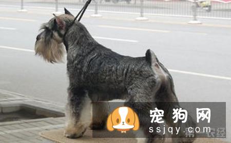 苏格兰梗和雪纳瑞一起养好吗_哪个好？