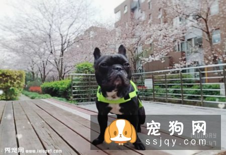 狗狗的视力好吗，狗狗眼里看到的世界是什么样的?