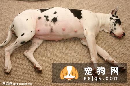 狗狗怀孕了能不能打胎？