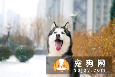 什么狗适合家庭养？养狗注意事项有哪些？