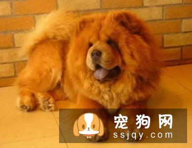 捷克狼犬的体型特征_生活习性_多少钱一只|价格