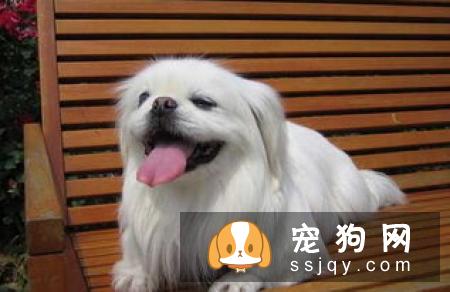 米格鲁猎兔犬智商排名_性格怎么样_名字的由来|图片