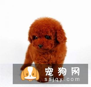 狗狗生性好动贪玩,狗狗主人们空闲之余,陪爱犬同乐未必不是最幸福的事