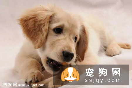 养狗狗的这些坏习惯可能致命，请注意！