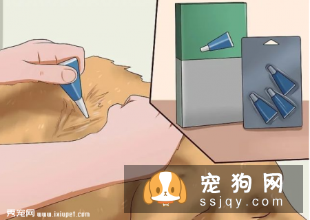 狗狗身上的跳蚤应该如何祛除