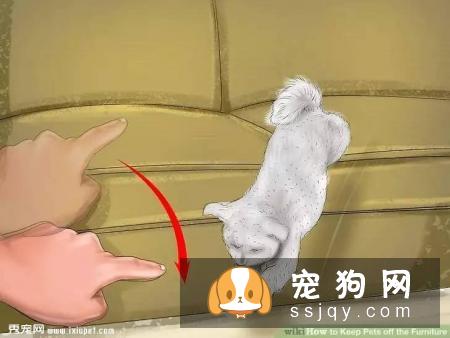 如何让宠物不祸害家具？