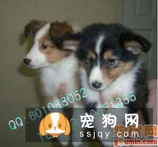 苏格兰牧羊犬的价格如何？