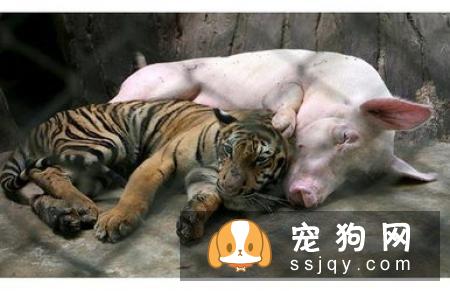 京巴狗的寿命有多长？需要注意哪些饲养禁忌？