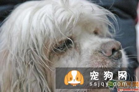 苏格兰牧羊犬皮肤过敏怎么办？