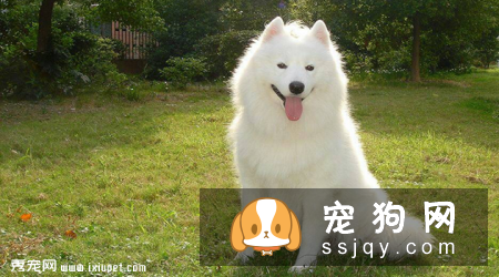 银狐犬和萨摩耶的区别有哪些？
