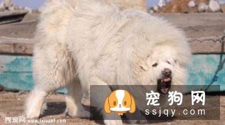 雪獒多少钱,好养吗?雪獒图片|价格|训练