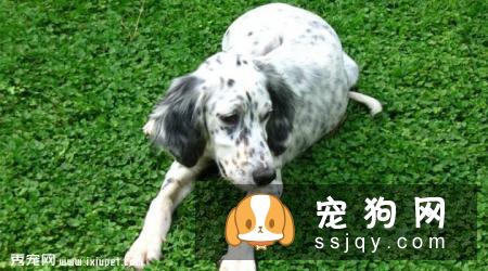 英国雪达犬外形特征_训练方法_图片