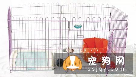 最基础又最实用的训练：狗定点排便