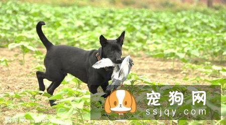 台湾犬好养吗,多少钱一只？台湾犬图片|价格|训练