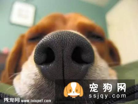 狗狗的嗅觉有多灵敏 狗狗的嗅觉是人的多少倍?
