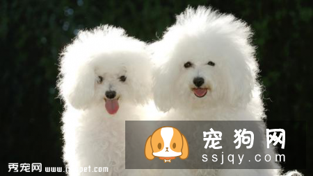 贵宾犬便秘，怎么解决狗便秘