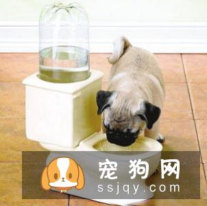 狗狗光喝水不吃东西怎么办？