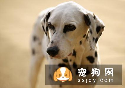 冬天狗狗需要做好这几步，预防犬窝咳！
