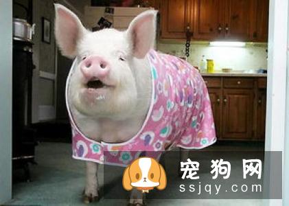 松狮犬能长多大,好养吗_训练|价格|图片