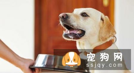 幼狗流鼻涕，狗狗流黄鼻涕