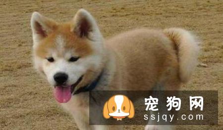 美系秋田犬好养吗?如何正确挑选?