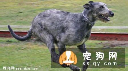 爱尔兰猎狼犬多少钱_智商排名_寿命