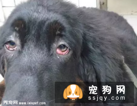 狗狗为什么会得红眼病，该怎么治疗