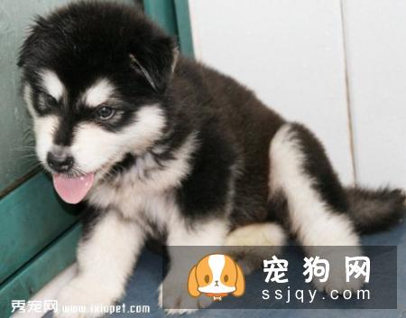 阿拉斯加犯皮肤病该如何治疗与预防
