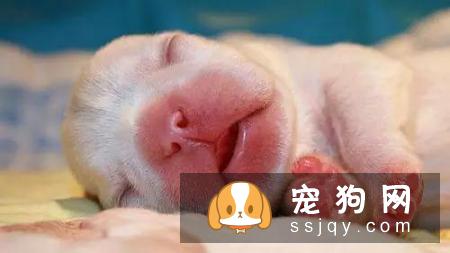狗狗难产有什么表现，狗狗难产怎么办？