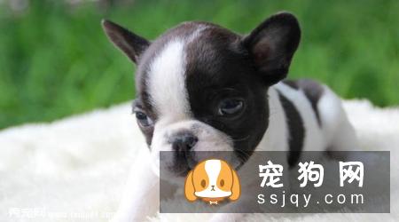 法国斗牛犬好养吗，多少钱一只_性格特点