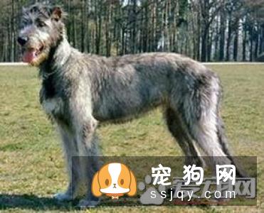 爱尔兰猎狼犬多少钱_智商排名_寿命