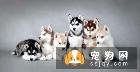 狗狗难产有什么表现，狗狗难产怎么办？