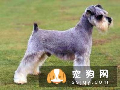 苏格兰梗和雪纳瑞一起养好吗_哪个好？
