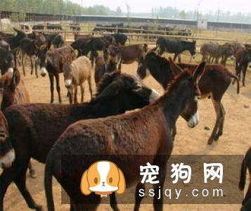 捷克狼犬的体型特征_生活习性_多少钱一只|价格