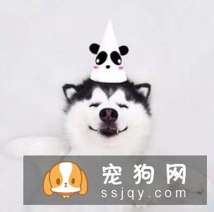 狗狗的视力好吗，狗狗眼里看到的世界是什么样的?