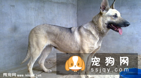 狼青犬价格贵吗,训练方法|图片