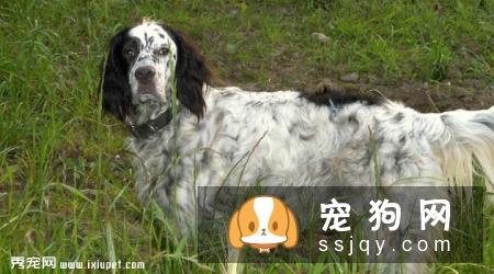英国雪达犬外形特征_训练方法_图片