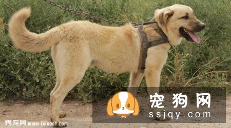 坎高犬智商高吗,多少钱一只？