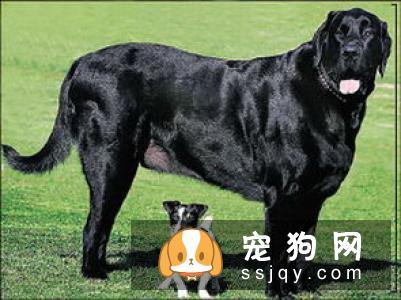 斯塔比荷猎犬多少钱一只,好养吗_图片|训练