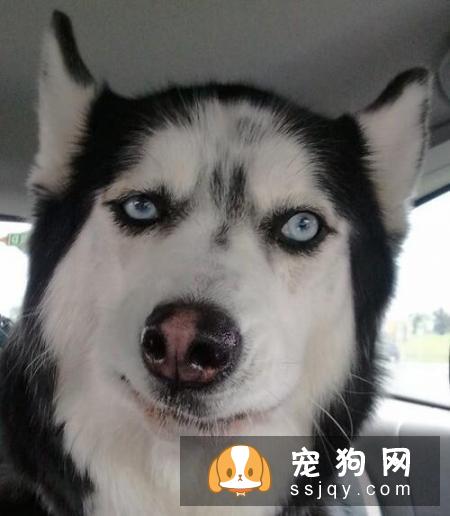 狗狗怀孕了能不能打胎？