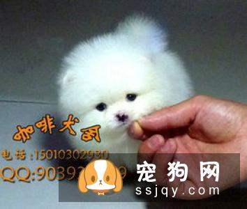 哈多利系博美犬多少钱,价格怎样,不懂挑选怎么破?