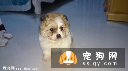 串串（大型）好养吗_怎么饲养？