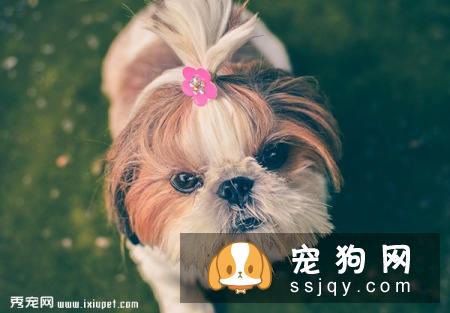 原来维生素对狗狗那么重要