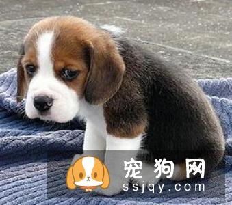 比格犬的历史介绍及作用