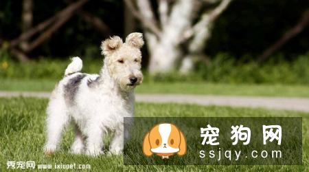刚毛猎狐梗好养吗_如何训练|图片