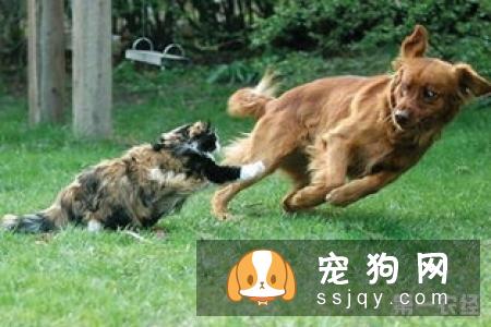 狗怕什么气味？如何通过气味来训练狗狗？