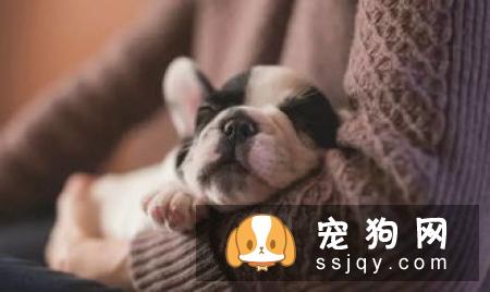 狗狗食欲不振的原因 狗狗食欲不振怎么办？